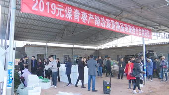 元谋蔬菜种业博览会 拓展交流打造绿色食品牌，文化艺术交流活动增添新活力